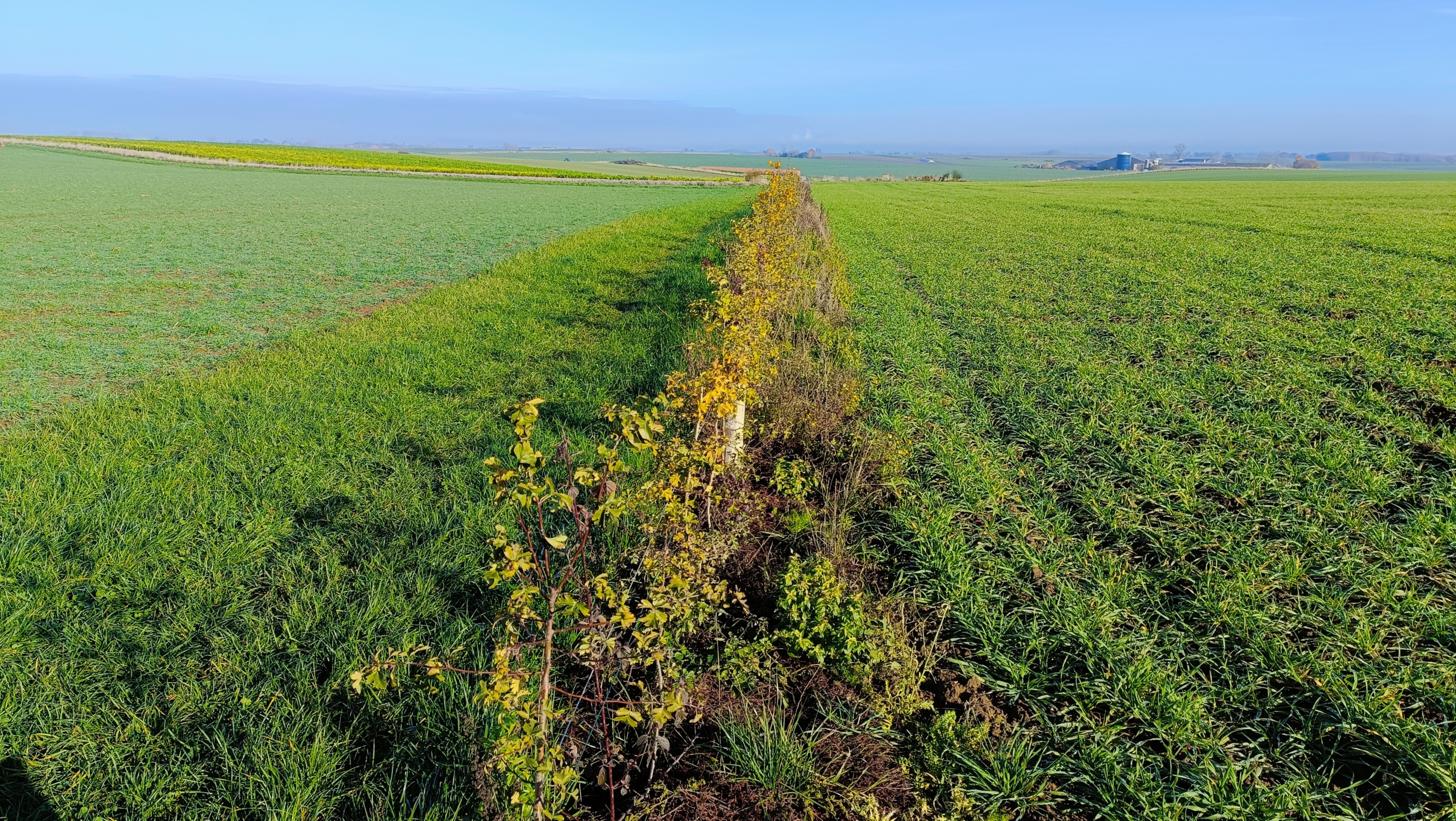 100mètres de haie défensive
